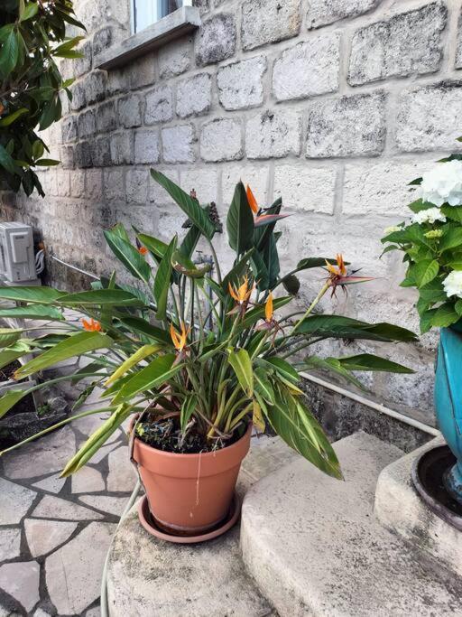 Charmant Appart Avec Jardin Aigues-Mortes Exteriér fotografie