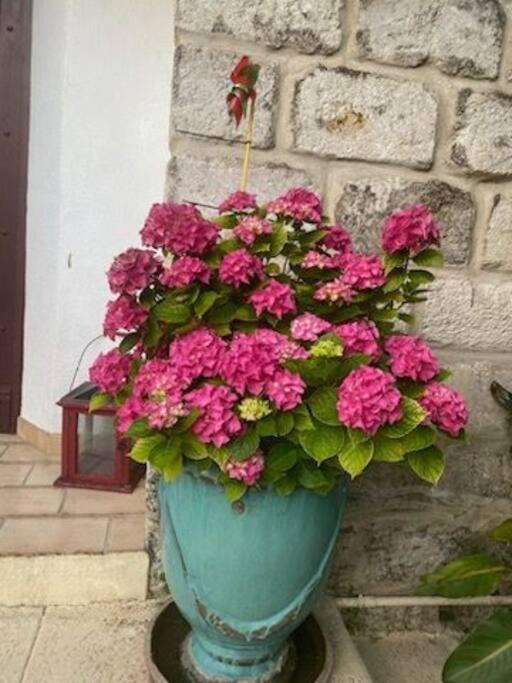 Charmant Appart Avec Jardin Aigues-Mortes Exteriér fotografie